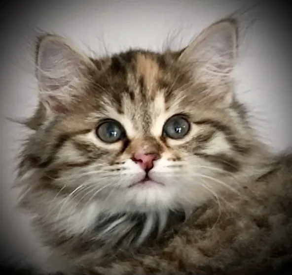 QuiVive Siberians Picture 5