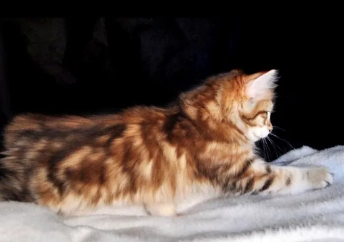 QuiVive Siberians Picture 3