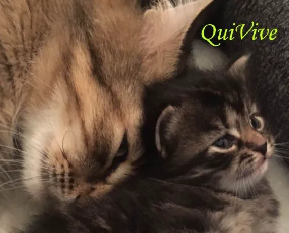 QuiVive Siberians Picture 8