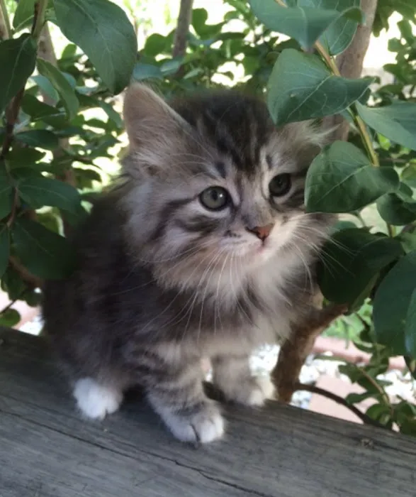 QuiVive Siberians Picture 10