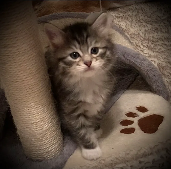QuiVive Siberians Picture 2