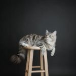 QuiVive Siberians
