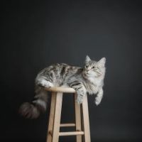 QuiVive Siberians ico