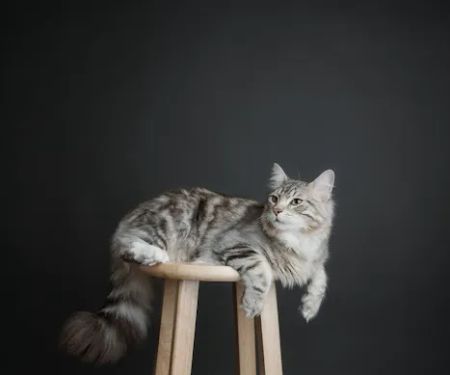 QuiVive Siberians