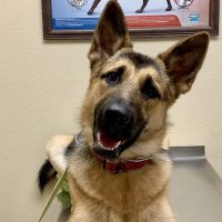 Oak Hills Animal Hospital ico