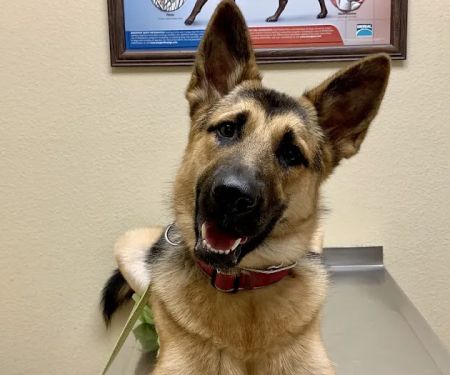 Oak Hills Animal Hospital