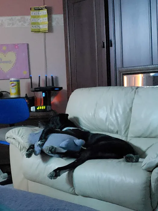 Banfield Pet Hospital Picture 6