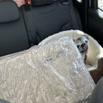 Banfield Pet Hospital