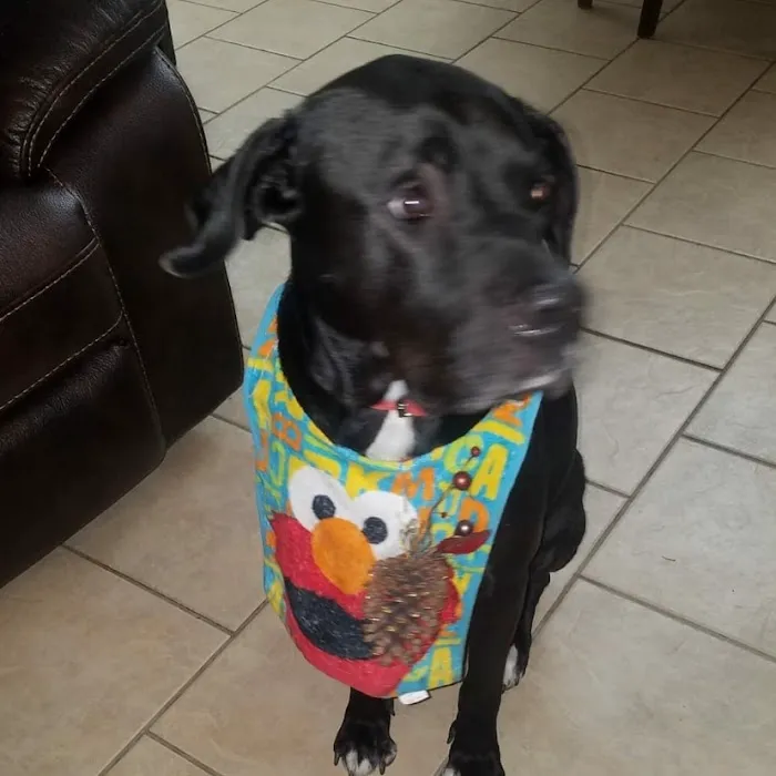 Banfield Pet Hospital Picture 2