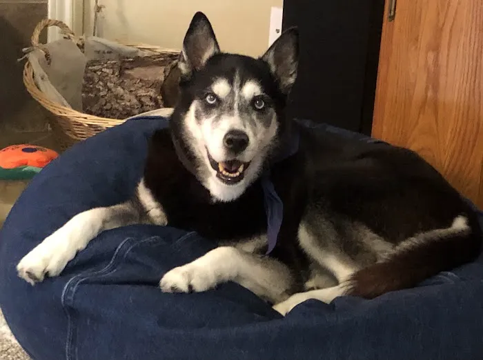 Spring Creek Animal Hospital Picture 7