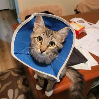 Spring Creek Animal Hospital ico