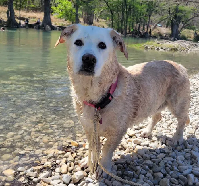 Spring Creek Animal Hospital Picture 10