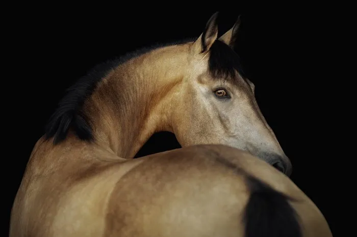 San Antonio Equine Hospital Picture 4