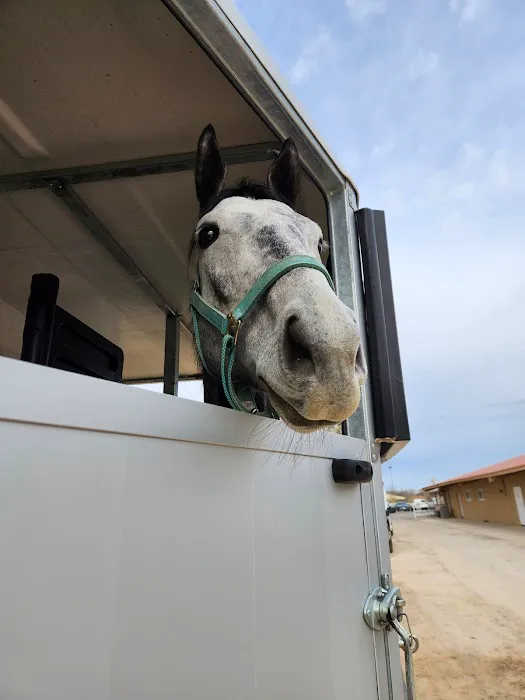 San Antonio Equine Hospital Picture 8