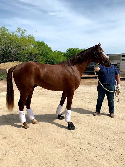 San Antonio Equine Hospital Picture 2