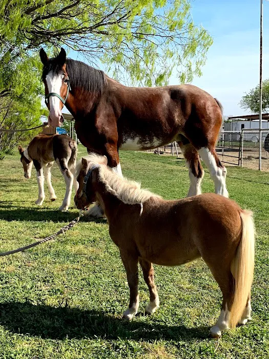 San Antonio Equine Hospital Picture 7