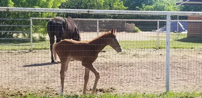 San Antonio Equine Hospital Picture 9