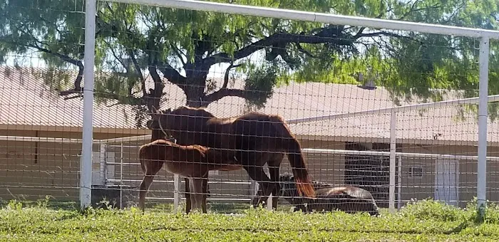 San Antonio Equine Hospital Picture 10