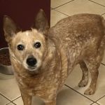 Schertz Animal Hospital