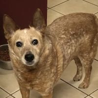 Schertz Animal Hospital ico
