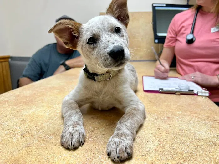 Schertz Animal Hospital Picture 9