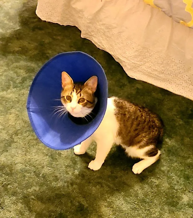 Friendship Pet Hospital Picture 6