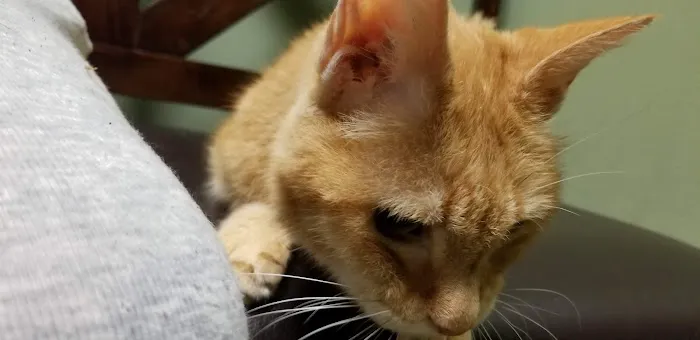 Friendship Pet Hospital Picture 3