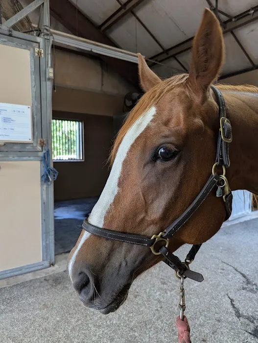 Brazos Valley Equine Hospitals - San Antonio Picture 1