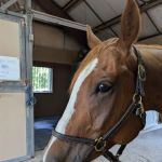 Brazos Valley Equine Hospitals - San Antonio