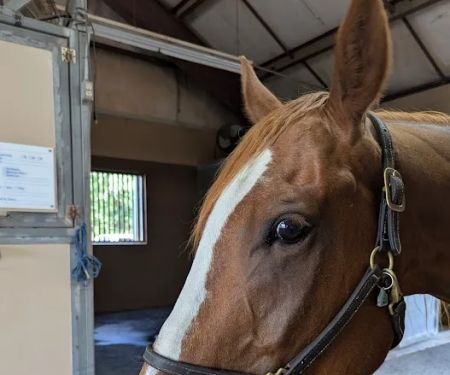 Brazos Valley Equine Hospitals - San Antonio