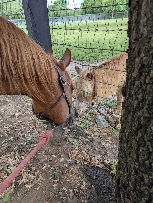 Brazos Valley Equine Hospitals - San Antonio Picture 7
