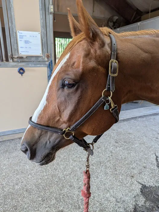 Brazos Valley Equine Hospitals - San Antonio Picture 3