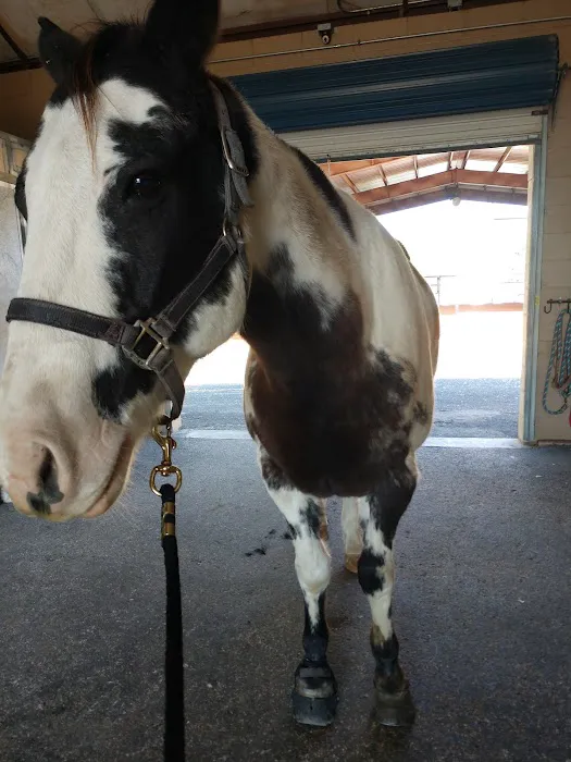 Brazos Valley Equine Hospitals - San Antonio Picture 4