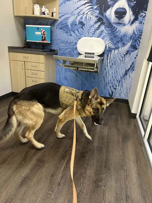 CityVet | Cibolo Crossing Picture 8