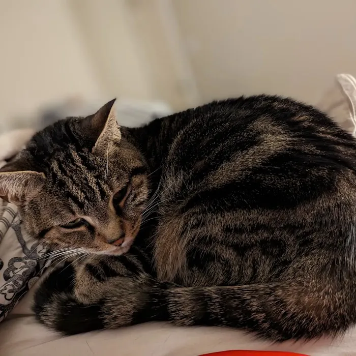 CityVet | Cibolo Crossing Picture 1