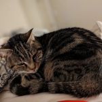 CityVet | Cibolo Crossing
