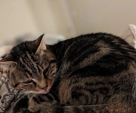 CityVet | Cibolo Crossing