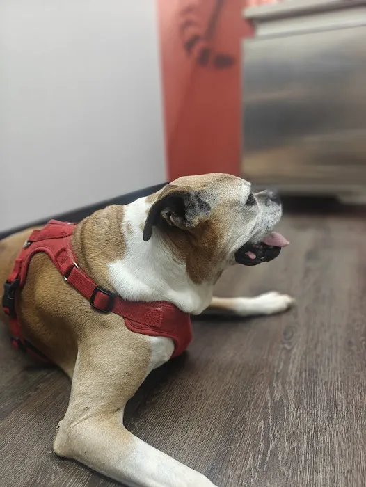 CityVet | Cibolo Crossing Picture 7