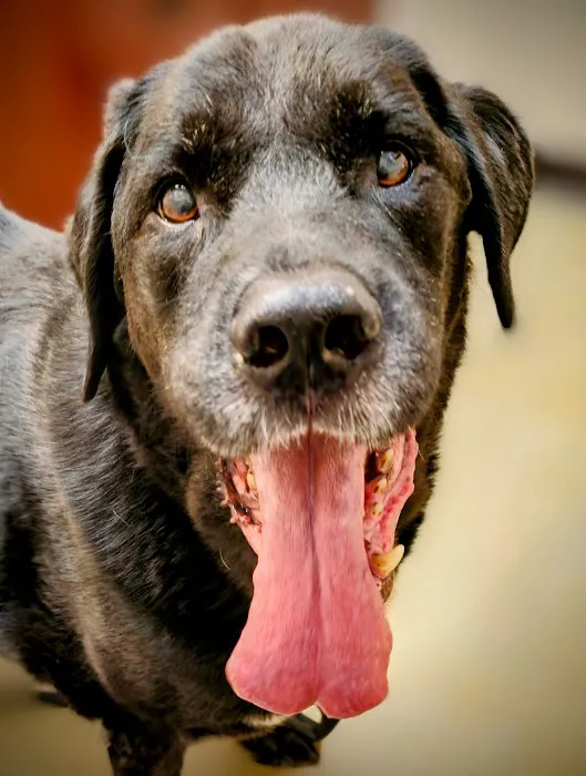 Cibolo Small Animal Hospital Picture 6
