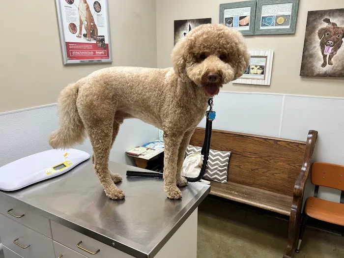 Cibolo Small Animal Hospital Picture 1