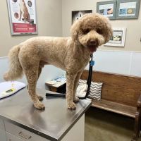 Cibolo Small Animal Hospital ico