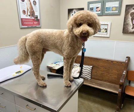 Cibolo Small Animal Hospital