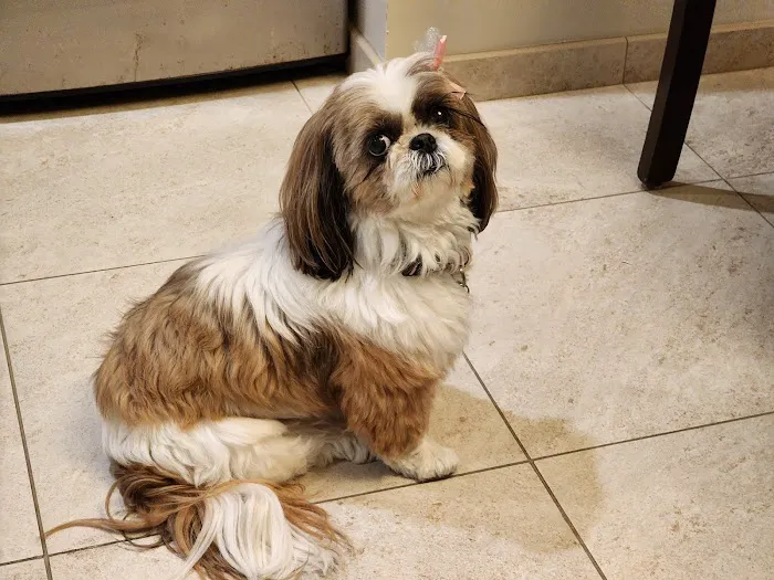 Cibolo Small Animal Hospital Picture 9