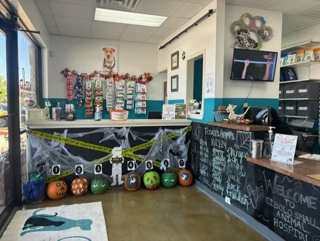 Cibolo Small Animal Hospital Picture 10