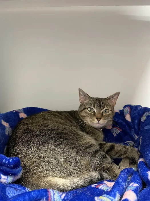 Traveling Tails Veterinary Clinic North Loop 1604 Picture 3