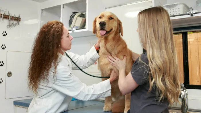 Traveling Tails Veterinary Clinic North Loop 1604 Picture 7