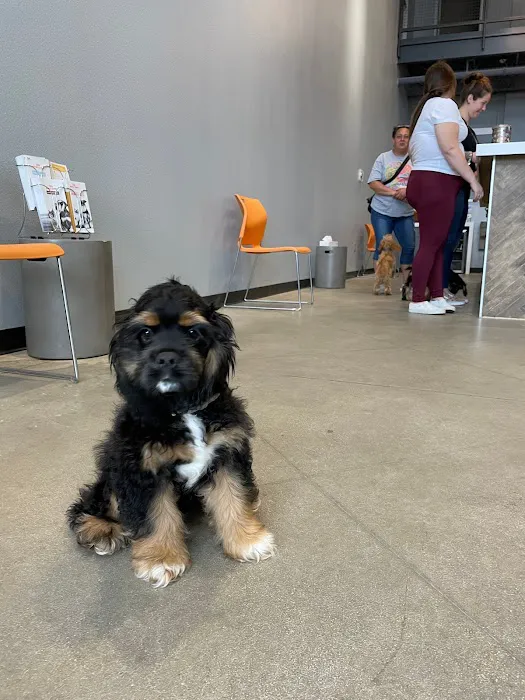 Traveling Tails Veterinary Clinic North Loop 1604 Picture 6