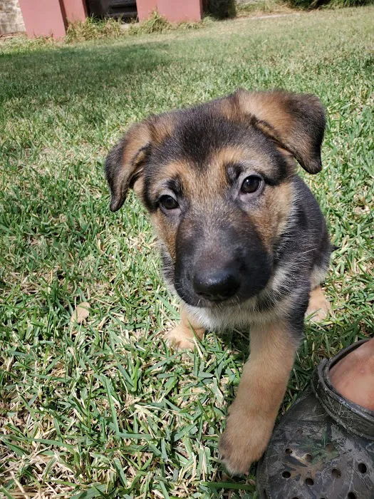 Alamo Area Veterinary Clinic Picture 7