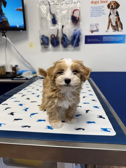Alamo Area Veterinary Clinic Picture 3