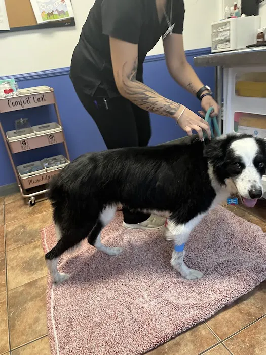 Alamo Area Veterinary Clinic Picture 8
